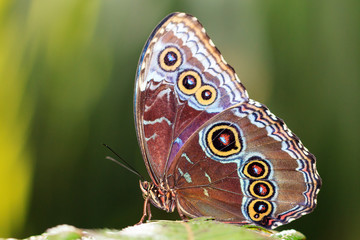 Naklejka premium Morpho menelaus, Menelaus blue morpho, to opalizujący tropikalny motyl Ameryki Środkowej i Południowej