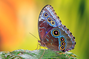 Morpho menelaus, le morpho bleu Menelaus, est un papillon tropical irisé d& 39 Amérique centrale et du Sud