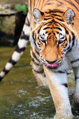 Close up of the Siberian tiger (Panthera tigris altaica), also called Amur tiger
