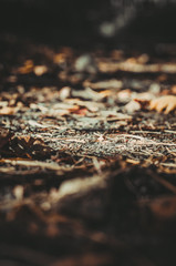 walk in the pine forest