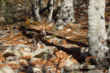 Perros disfrutando del otoño en el bosque