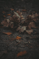 walk in the pine forest