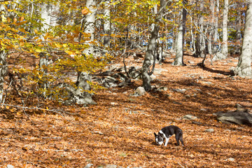 Naklejka na ściany i meble Perros disfrutando del otoño en el bosque