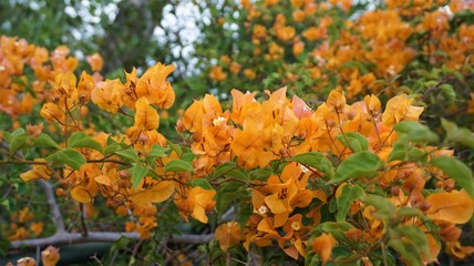  yellow bougainvillea flowers