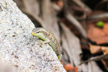 lizard