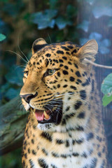 Close up portrait of the critically endangered Amur leopard (Panthera pardus orientalis),  native to southeastern Russia and northeast China