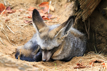 Fototapeta premium The bat-eared fox (Otocyon megalotis) is a species of fox found on the African savanna, named for its large ears used for thermoregulation