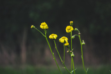 Herbst-Blumen in freier Natur