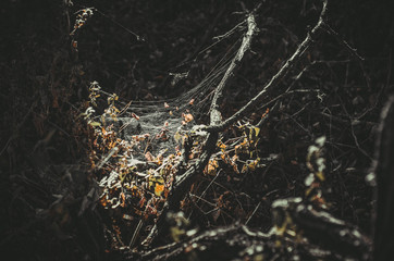 wildlife in the forest