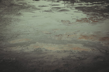 wildlife in the forest