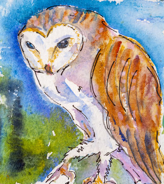 Details of watercolour painting studies for a wildlife illustration project showing colour, textures and techniques. An owl.