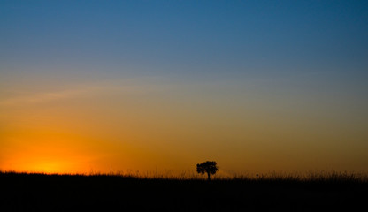 Fototapeta na wymiar Beautiful dusk with a lone tree in Masai Mara