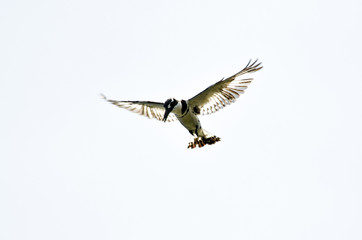 A bird soars high in Nakuru