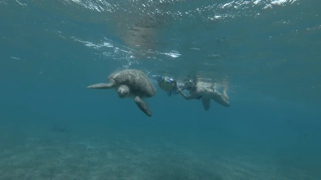 Woman and little boy in mask, snorkel and fins swim and look at on Green sea turtle Chelonia mydas (underwater shot, 4K / 60fps)
