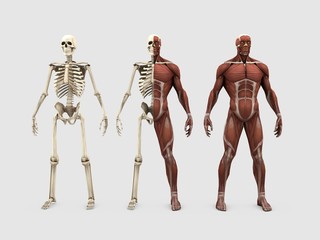 3d illustration of human muscles and bones