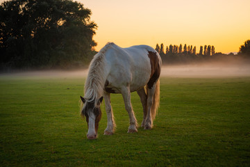 Fototapeta na wymiar Horse Grazing On Common Land