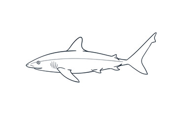Fototapeta premium Gray reef shark fish vector