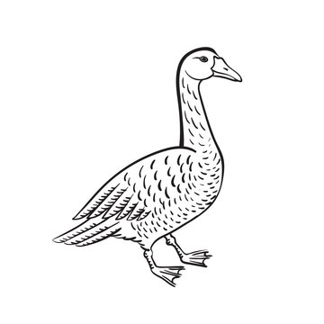 Branta black necked goose vector