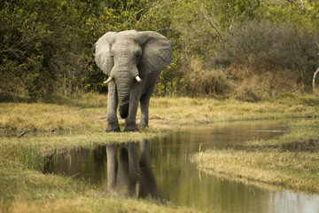 Obraz premium Elephant in the Okavango delta