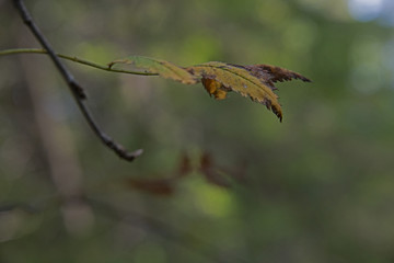 the natural background - The fall came