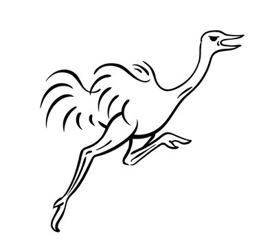 Ostrich running vector
