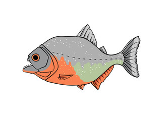Red piranha vector isolated on white