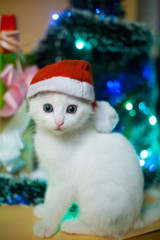 Christmas cat in red santa's hat near christmas tree