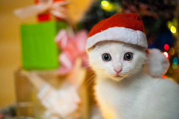 Christmas cat in red santa's hat near christmas tree