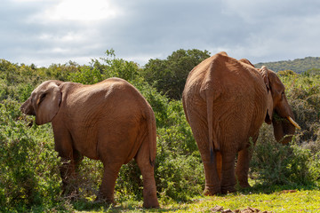 Elephants standing and eating branches