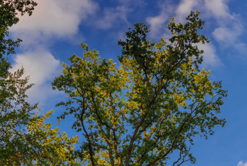 Baumkronen im Gegenlicht Spätsommer vor blauem Himmel mit Wolken