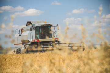 Harvester machine to harvest wheat field working