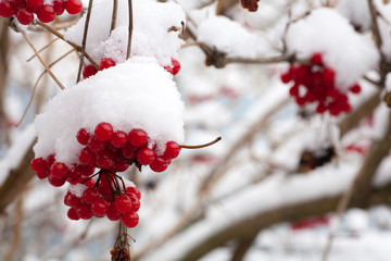 Winter Frozen Viburnum Under Snow. Viburnum In The Snow. First snow. Autumn and snow.