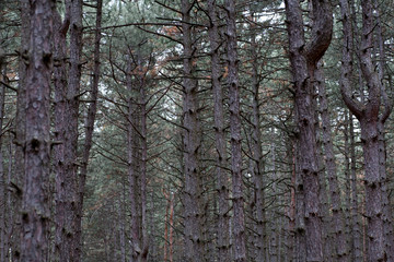 Trees in the forest,at autumn
