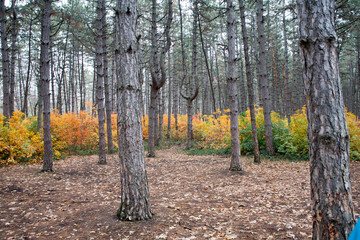 Obraz premium Trees in the forest,at autumn