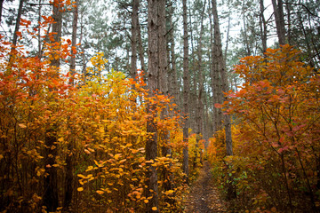 Trees in the forest,at autumn
