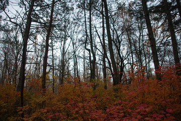 Trees in the forest,at autumn