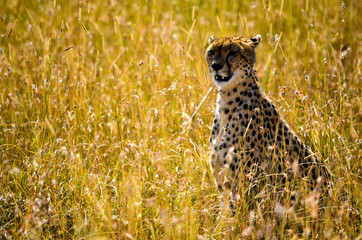 A cheetah looks out for his pray in the grasslands in Masai Mara