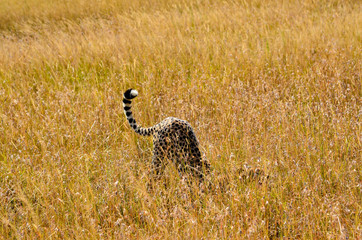 Cheetah stretches in the grasslands in Masai Mara