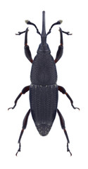 Beetle Microspathe fuliginosa on a white background