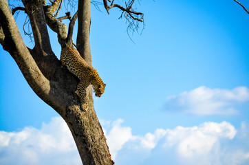 A big cat climbs down a tree in Masai Mara