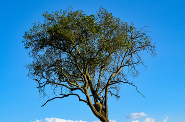 A big cat sitting on a tree in Masai Mara