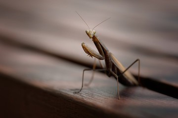 praying mantis sitting on a textured wooden surface