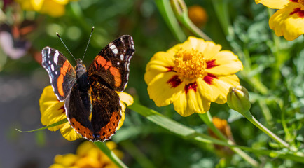 Nature butterfly