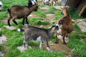 Young goats from Swiss alps