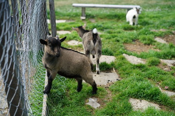 Young goats from Swiss alps