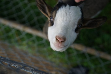 Goat from Switzerland