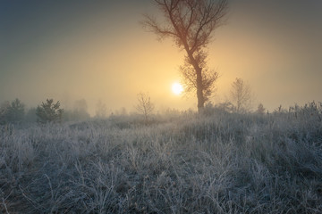 Beautiful autumn sunrise landscape with  single tree on foggy meadow and hoarfrost on the grass.