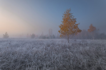 Beautiful autumn sunrise landscape with yellow birch tree on foggy meadow and hoarfrost on the grass.
