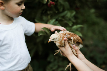 little boy stroking a chicken
