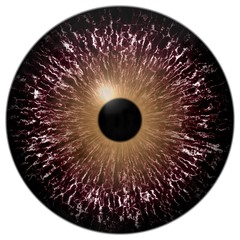 Wolf blue eye with purple round around black pupil, isolated white background and black fringe, 3d animal eyeball